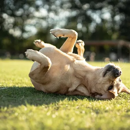 Διαμέρισμα Glamping Im Beheizten Campingfass Auf Leo's Farm