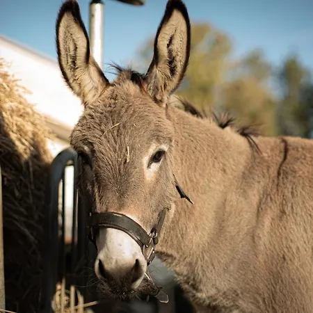 Glamping Im Beheizten Campingfass Auf Leo's Farm