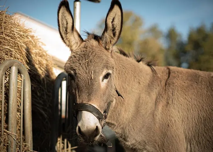 Glamping Im Beheizten Campingfass Auf Leo's Farm
