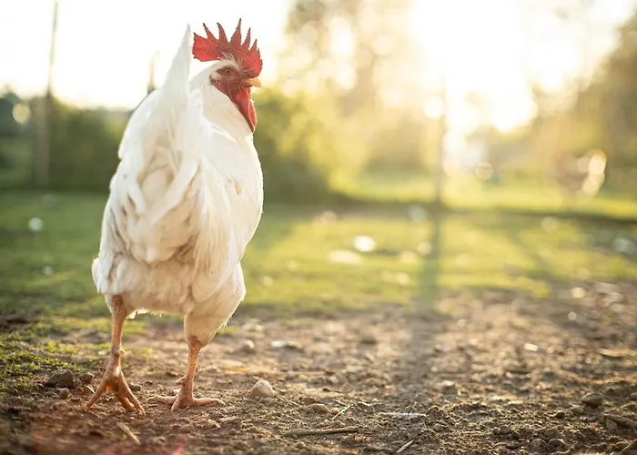 Glamping Im Beheizten Campingfass Auf Leo's Farm * Alberthain