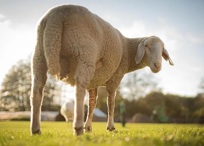 Glamping Im Beheizten Campingfass Auf Leo's Farm